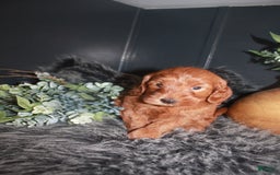 Mini Goldendoodle dogs for sale: Bear - Image 4