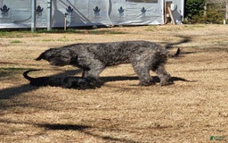 Aussiedoodle dogs for sale: Lulu - Image 3
