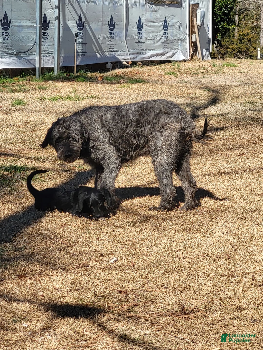 Aussiedoodle dogs for sale: Lulu - Image 3