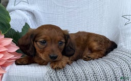 Miniature Dachshund dogs for sale: Max - Image 14