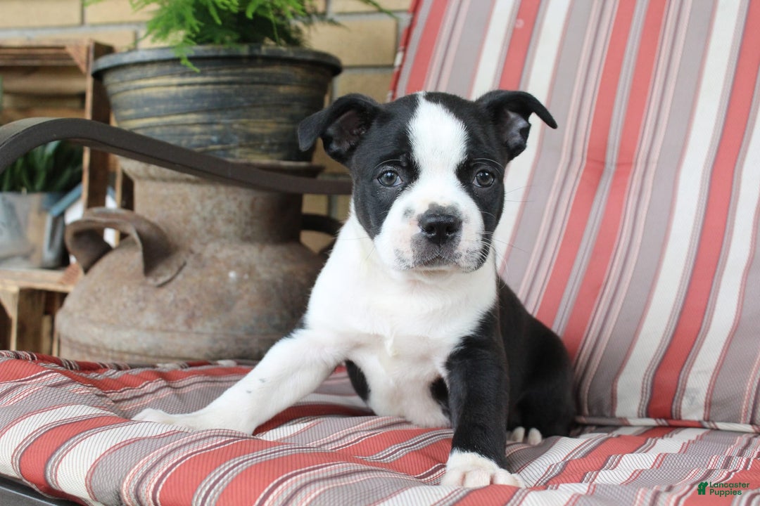 Frenchton dogs for sale: Cadillac - Image 5