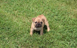 French Bulldog dogs for sale: Sheila - Image 4