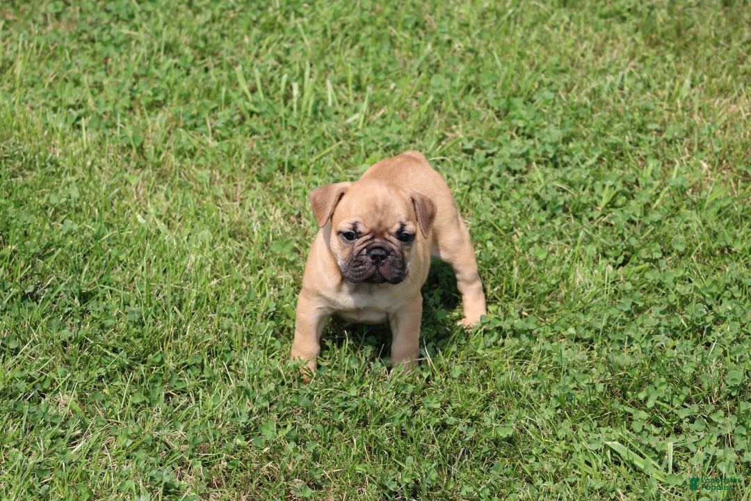French Bulldog dogs for sale: Sheila - Image 4