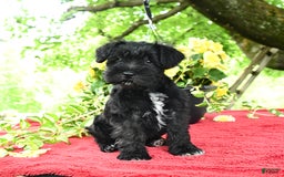 Miniature Schnauzer dogs for sale: Pearl - Image 3
