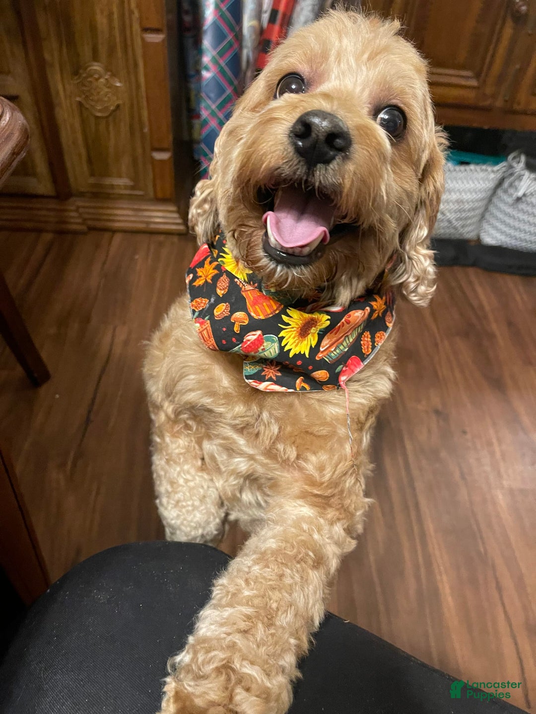 Cockapoo dogs for sale: Otis - Image 12