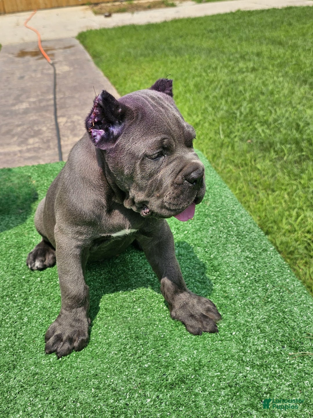 Cane Corso dogs for sale: Dream - Image 3