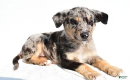 German Shepherd dogs for sale: Prescott - Image 1