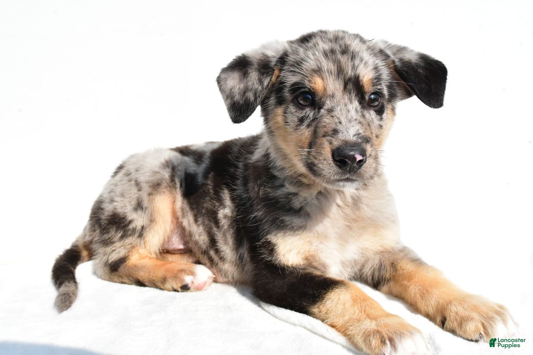 German Shepherd dogs for sale: Prescott - Image 1