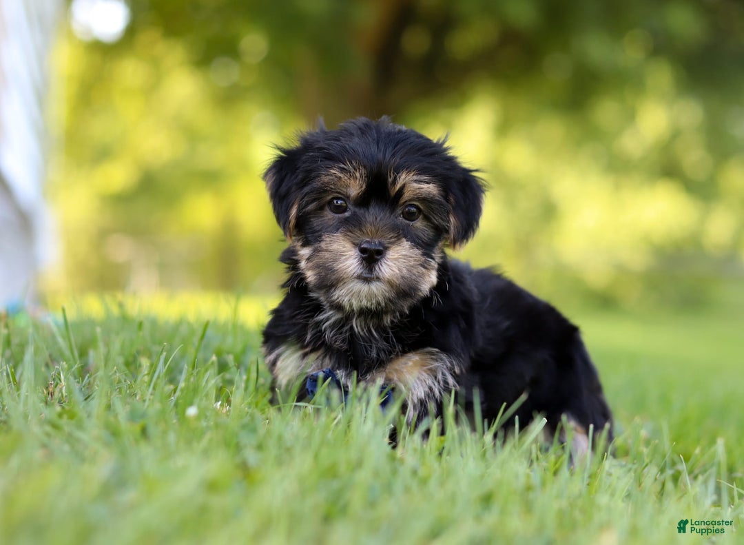 Morkie dogs for sale: George - Image 6