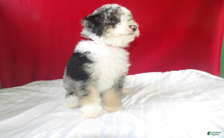 Bernedoodle dogs for sale - Ad 2