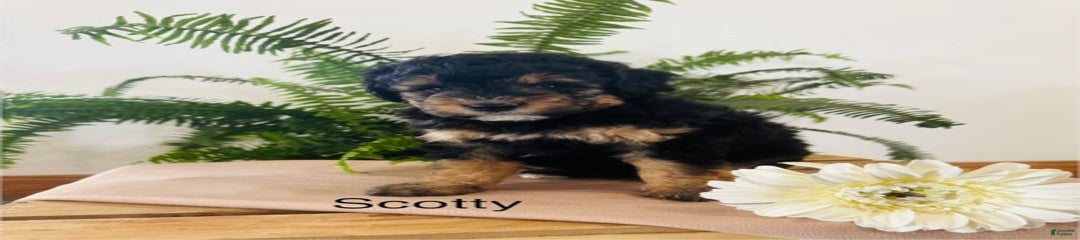 Scotty