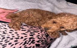 Toy Poodle dogs for sale: Silace - Image 3