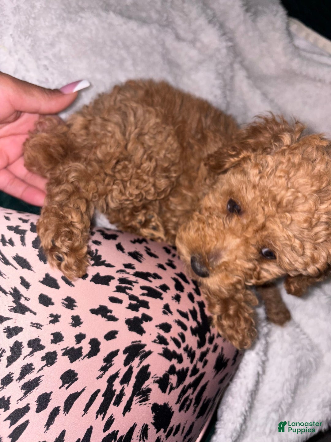 Toy Poodle dogs for sale: Silace - Image 3