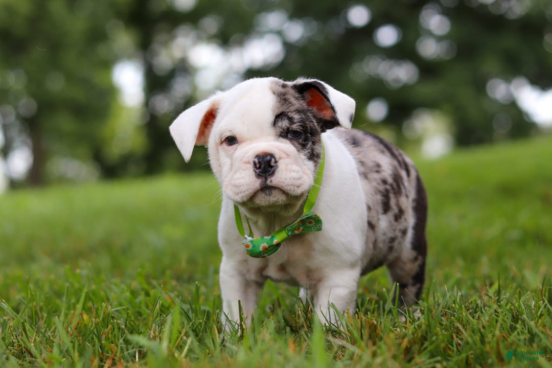 Beabull dogs for sale: Chip - Image 9