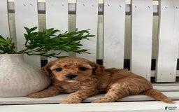 Cavapoo dogs for sale: Sterling - Image 2