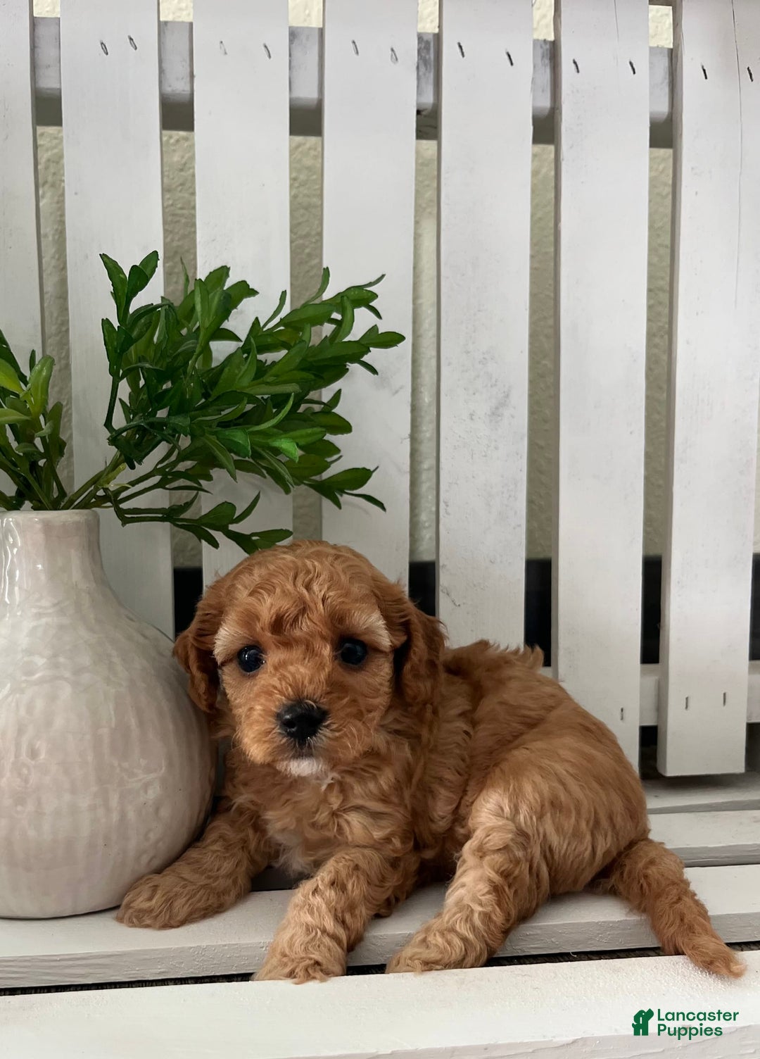 Cavapoo dogs for sale: Sterling - Image 2