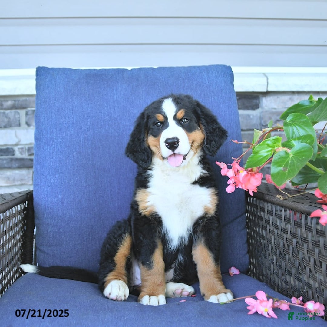 Bernese Mountain Dog dogs for sale: Sage - Image 4