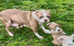 Frenchton dogs for sale: Harlo - Image 3