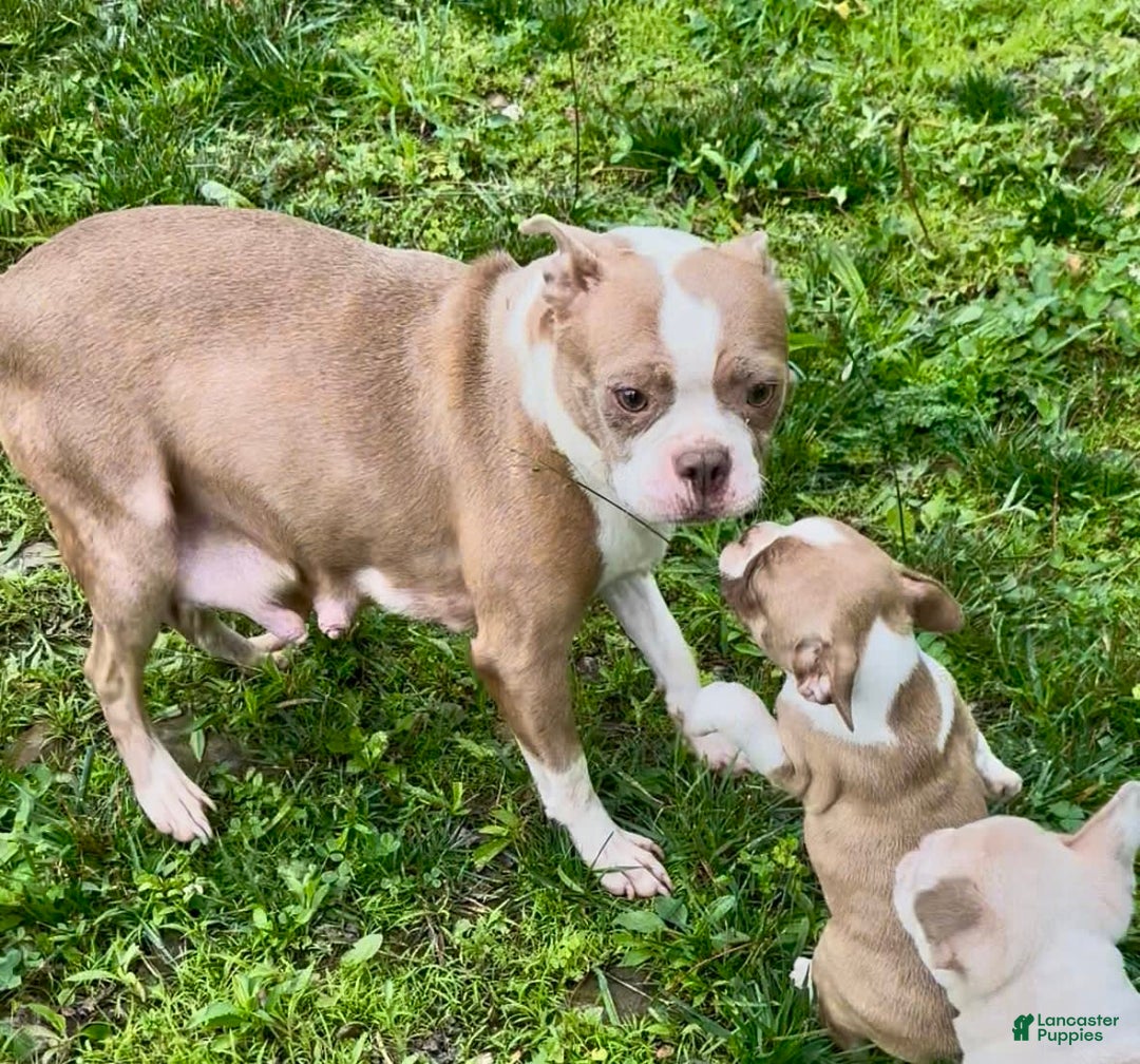 Frenchton dogs for sale: Harlo - Image 3