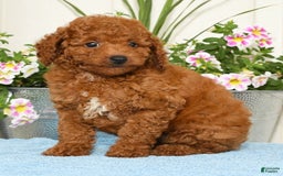 Miniature Poodle dogs for sale: Rhett - Image 4