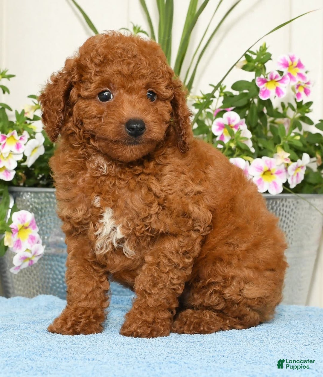Miniature Poodle dogs for sale: Rhett - Image 4