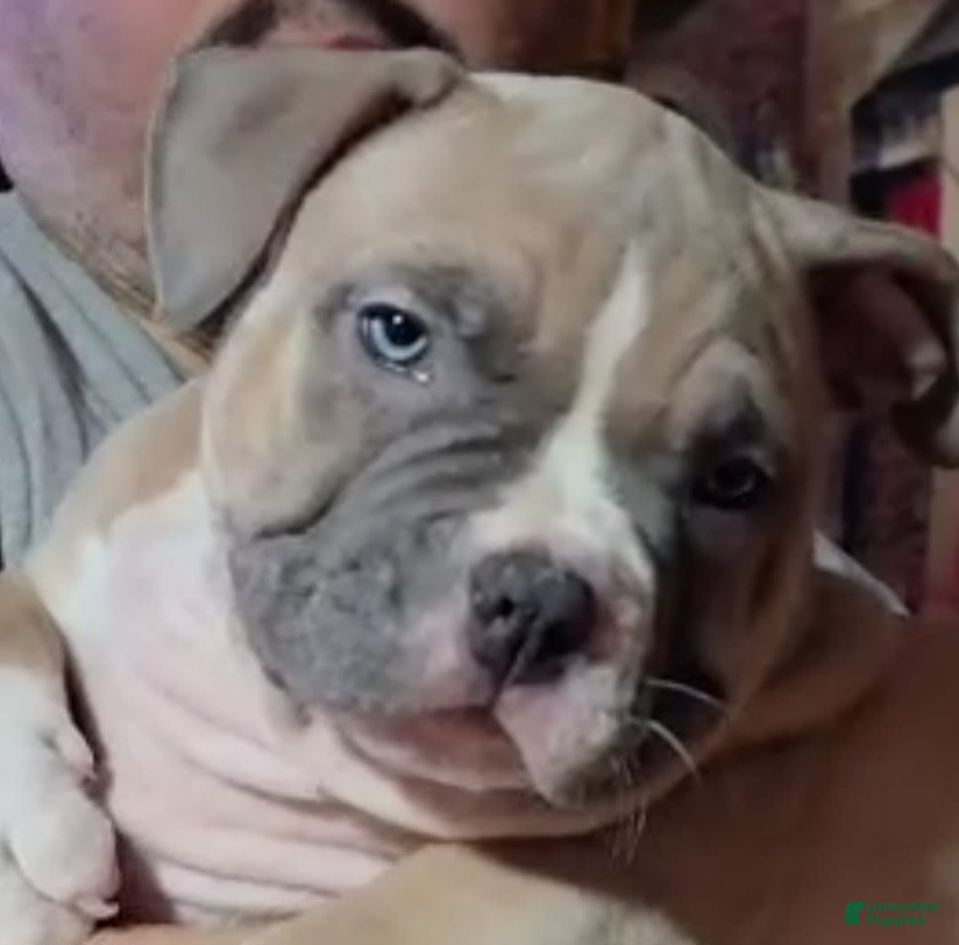American Bully dogs for sale: National Champion Jack - Image 45