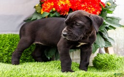 Great Dane dogs for sale: Krista - Image 13