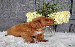 Cavapoo dogs for sale: Pearl - Image 2