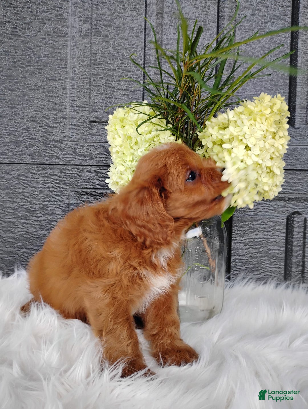 Cavapoo dogs for sale: Pearl - Image 2