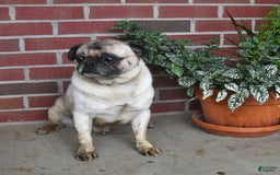 Puggle dogs for sale: Sunflower - Image 7