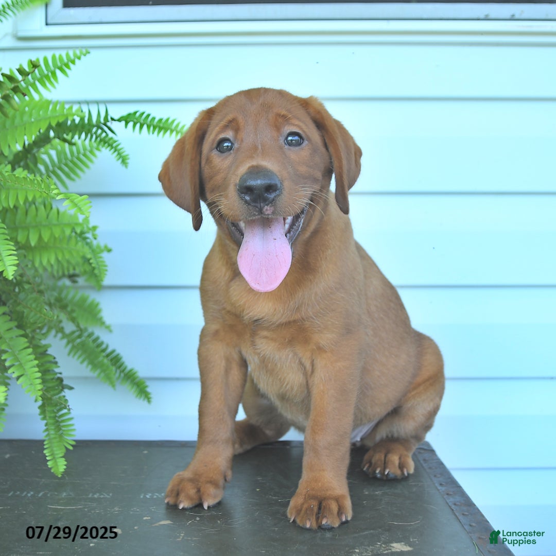 Labrador Retriever dogs for sale: Yenna - Image 2