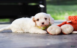 Cavapoo dogs for sale: Bentley - Image 3