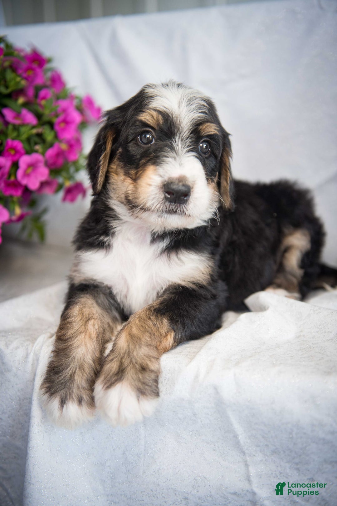 Bernedoodle dogs for sale: Jordan - Image 9