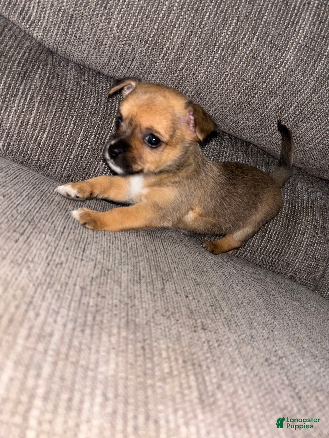 Morkie dogs for sale: Chloe - Image 4