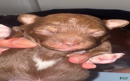 Chihuahua dogs for sale: N/a - Image 2