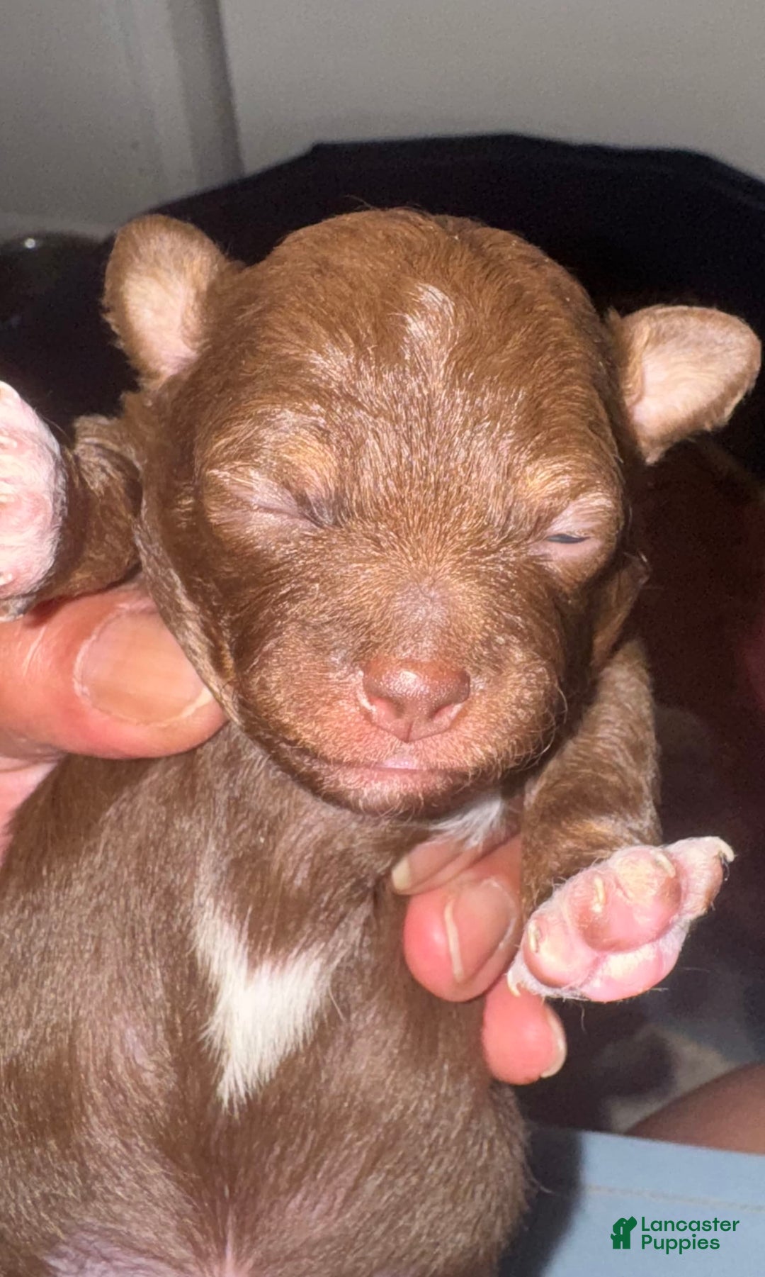 Chihuahua dogs for sale: N/a - Image 2