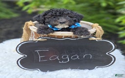  dogs for sale: Eagan - Image 2