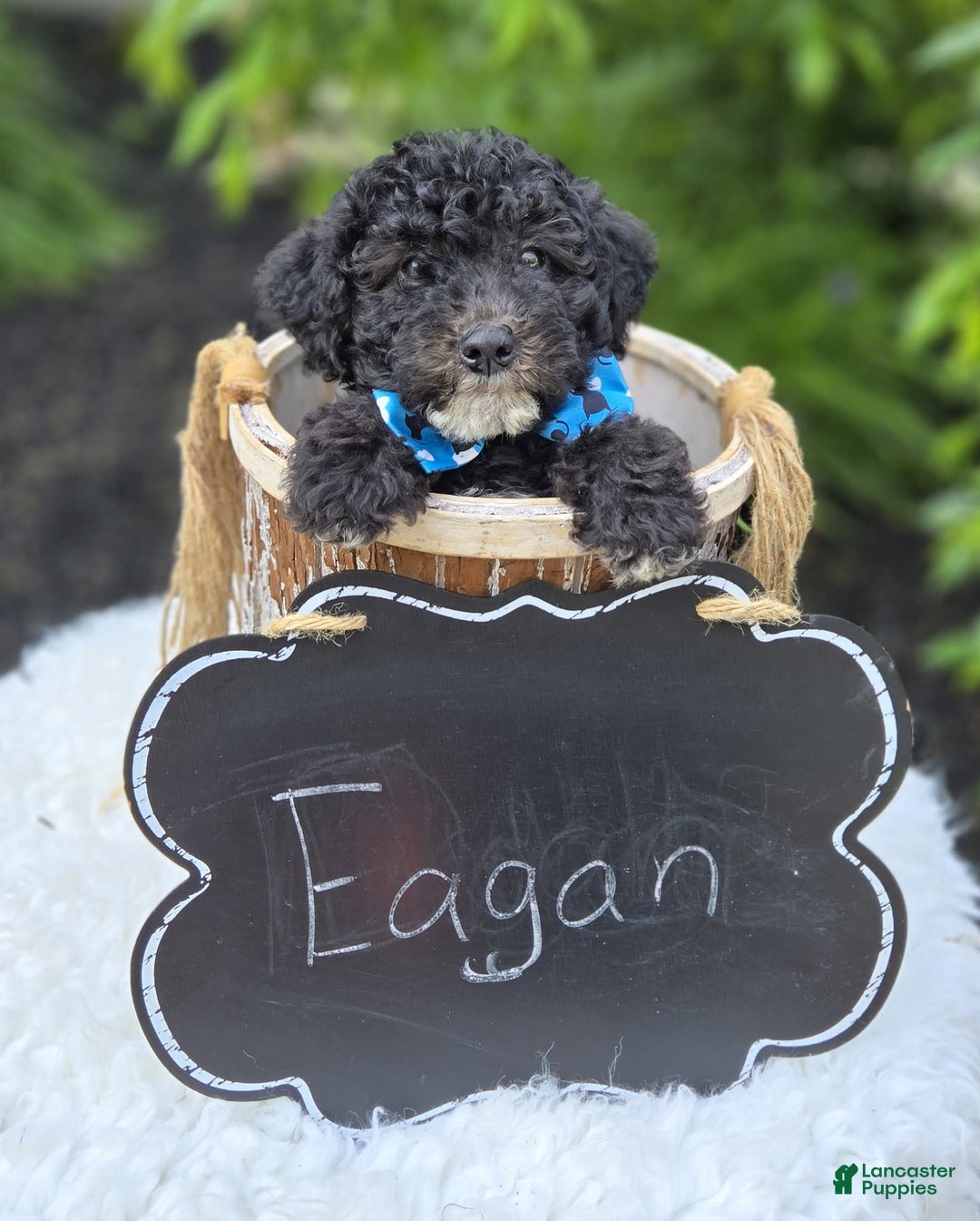  dogs for sale: Eagan - Image 2