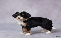 Mini Bernedoodle dogs for sale: Mini Bernedoodle 9 puppies - Image 5