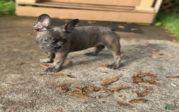 French Bulldog dogs for sale: Avery - Image 6