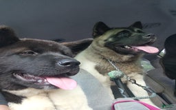Akita dogs for sale: Esme - Image 4