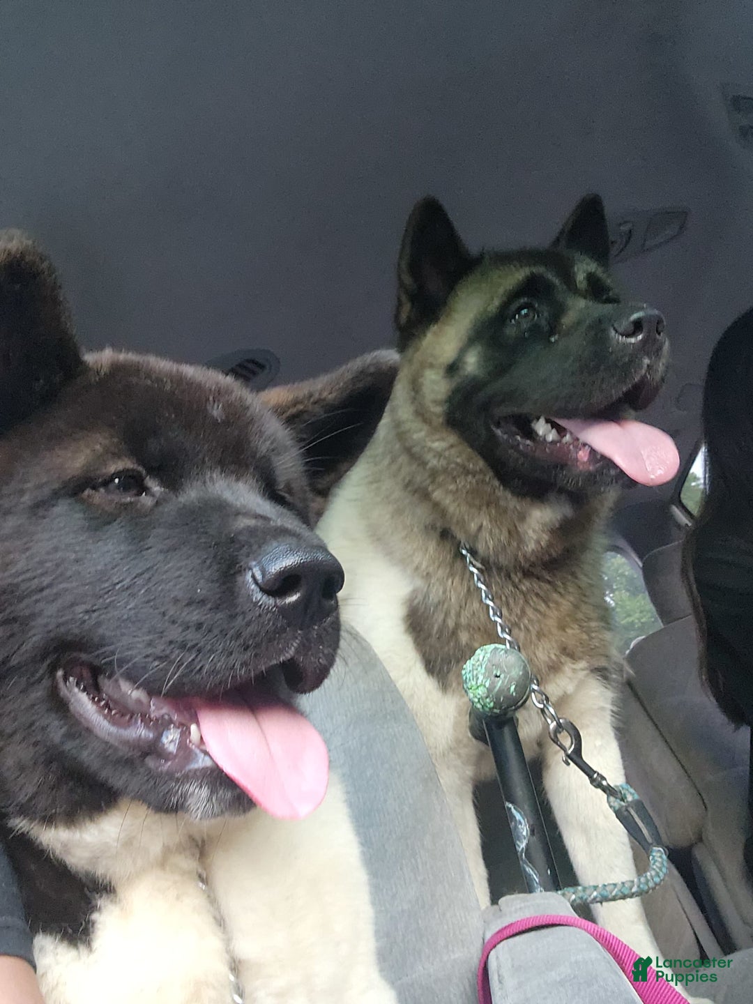 Akita dogs for sale: Esme - Image 4