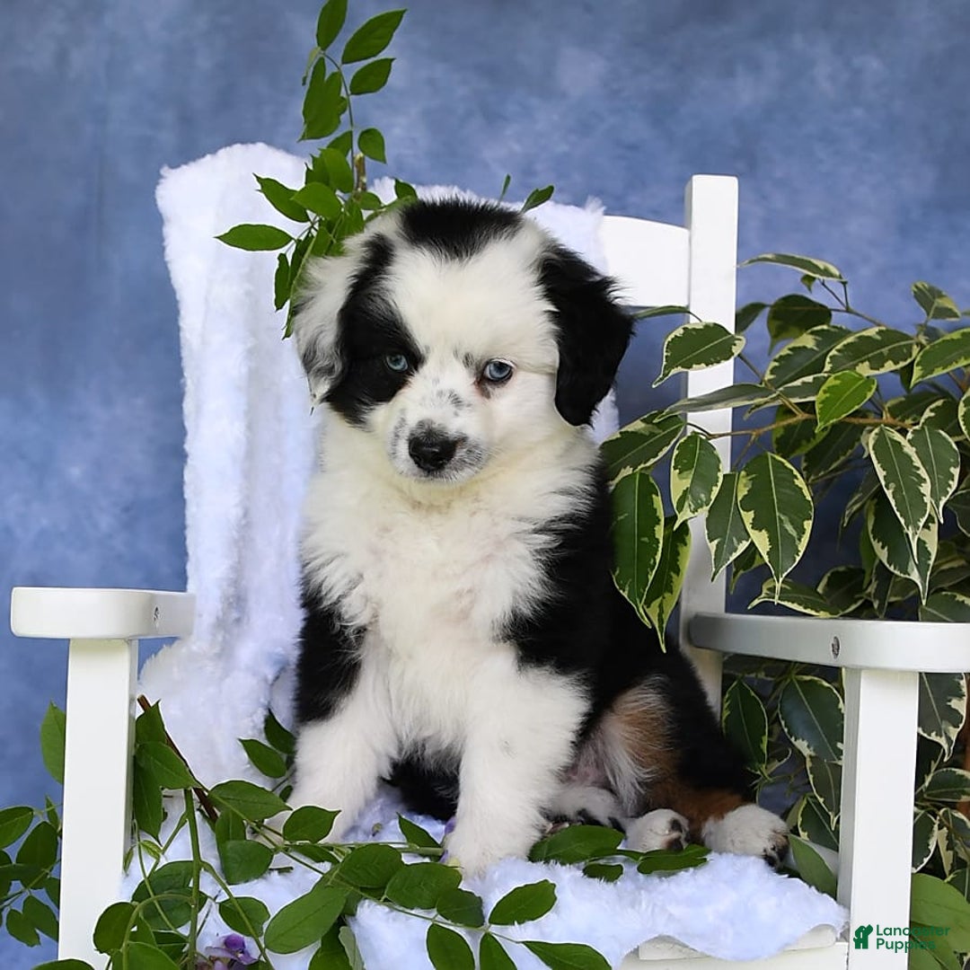 Miniature Australian Shepherd dogs for sale: Axel Toy - Image 26