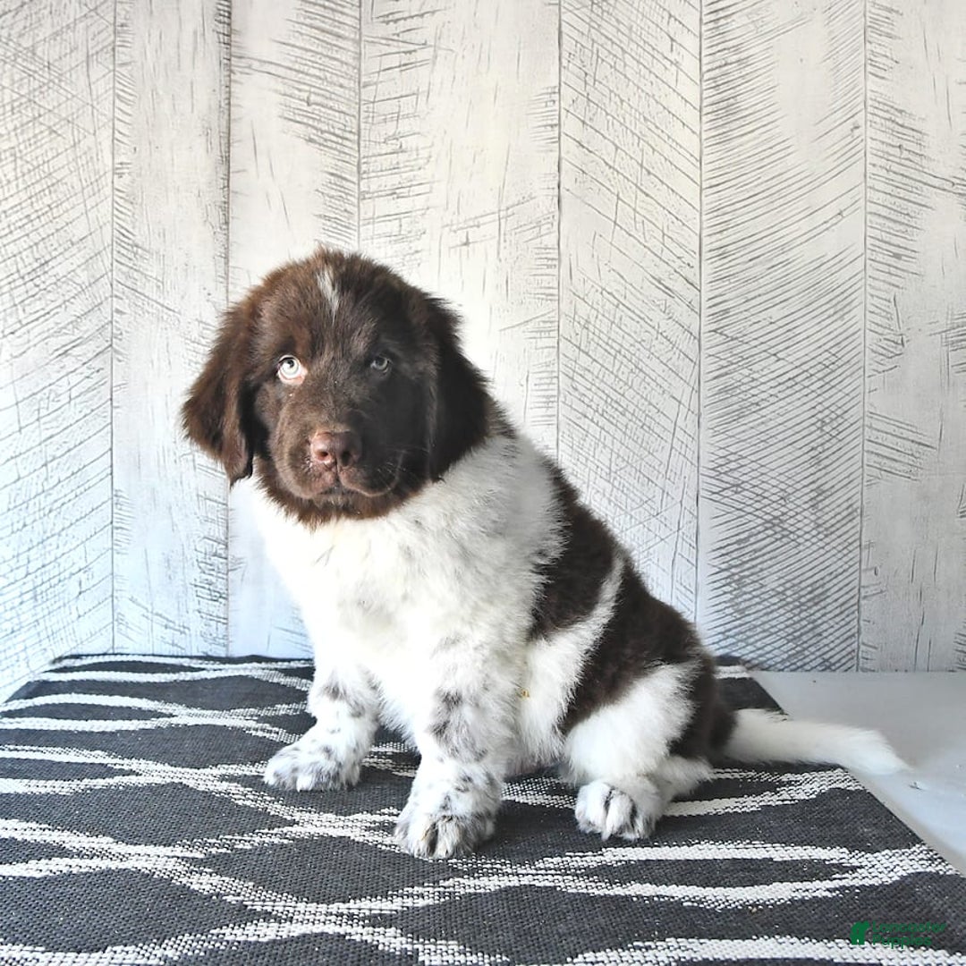 Newfoundland dogs for sale: Jasper - Image 10