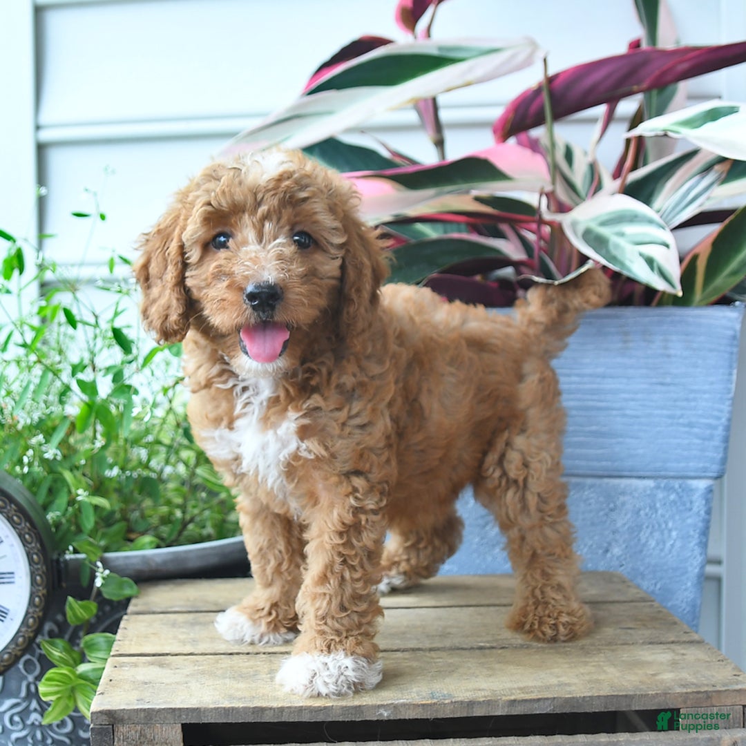 Mini Goldendoodle dogs for sale: Poppy - Image 3