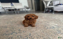 Toy Poodle dogs for sale: Teddy 🧸 - Image 3