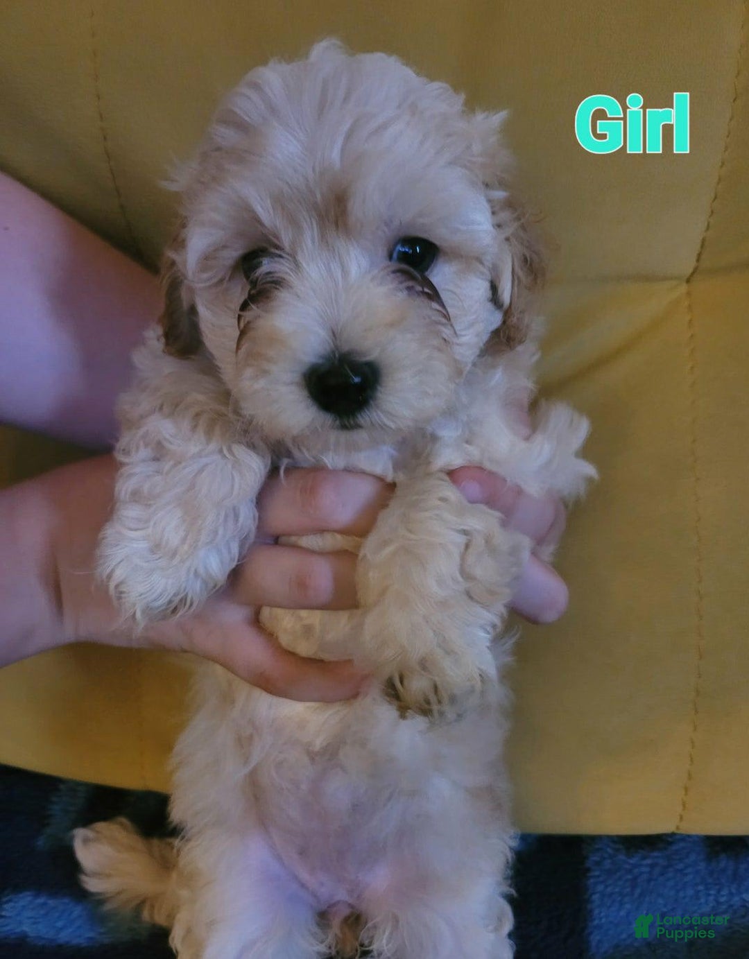 Maltipoo dogs for sale: Denise - Image 3