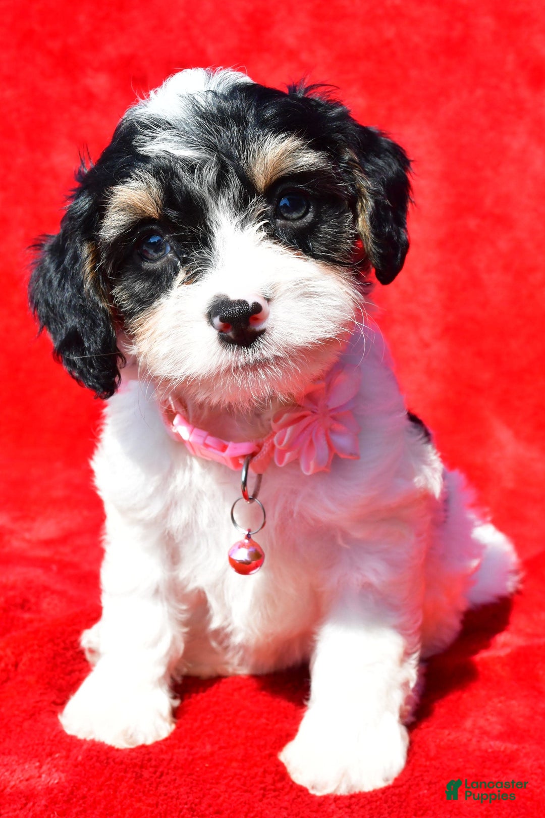 Cavapoo dogs for sale: Bridget - Image 6