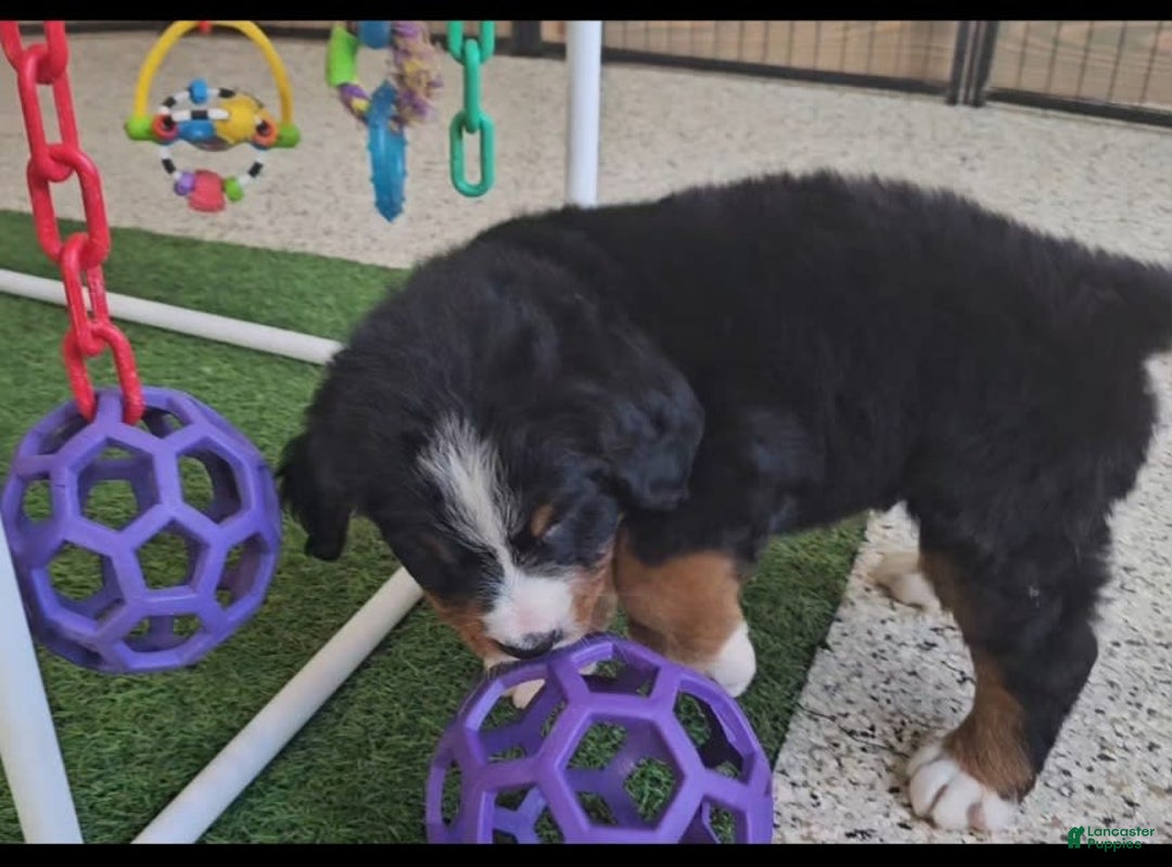 Bernese Mountain Dog dogs for sale: Sparkler - Image 10