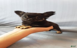 Chihuahua dogs for sale: Sir Maxwell - Image 1